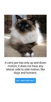 برنامه‌نما Cat and Facts عکس از صفحه