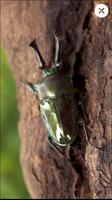 برنامه‌نما Génial! à l'Insectarium عکس از صفحه