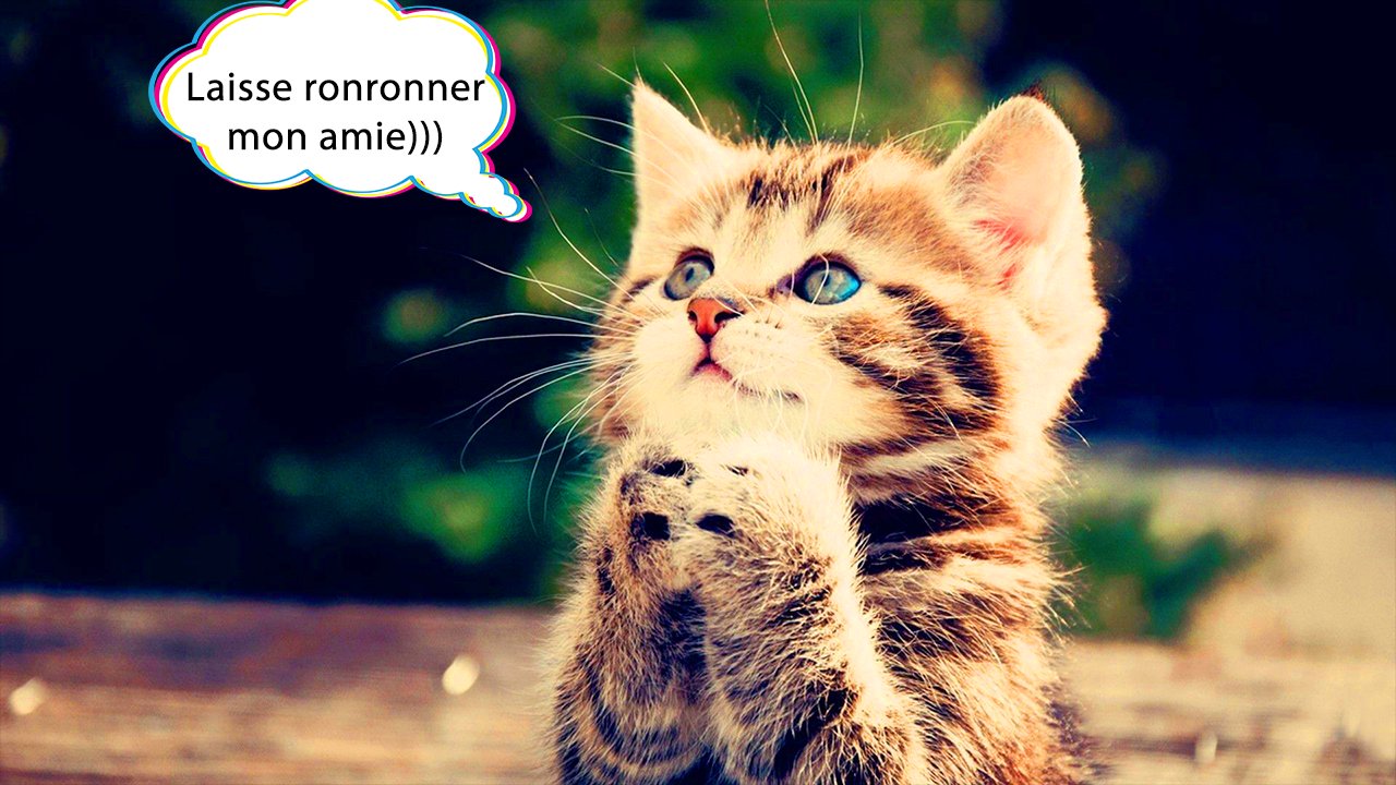 Traducteur De Chat Blague Pour Android Telechargez L Apk