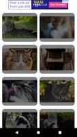 Cat Puzzles screenshot 2