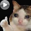 Cat Animated Sticker WASticker