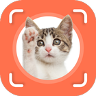 Cat Identifier-icoon