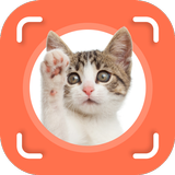 Cat Identifier ícone