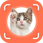 Cat Identifier أيقونة