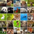 +1100動物の壁紙
