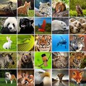 +1100动物壁纸 图标