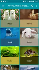 +1100 Animal Wallpapers APK download
