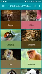 +1100 Animal Wallpapers APK download
