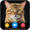 Cat Video Calling & Chat Simul