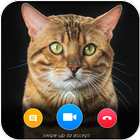 Cat Video Calling & Chat Simul icône