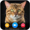 Cat Video Calling & Chat Simul APK
