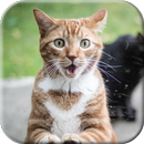 Cat licks glass Video LWP APK