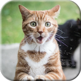 Cat licks glass icône