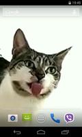 Cat licks glass capture d'écran 1