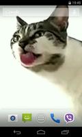 Cat licks glass capture d'écran 2