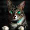 Cat sounds