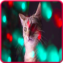 cat song - meow meow - offline aplikacja