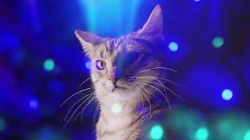 cat song poster
