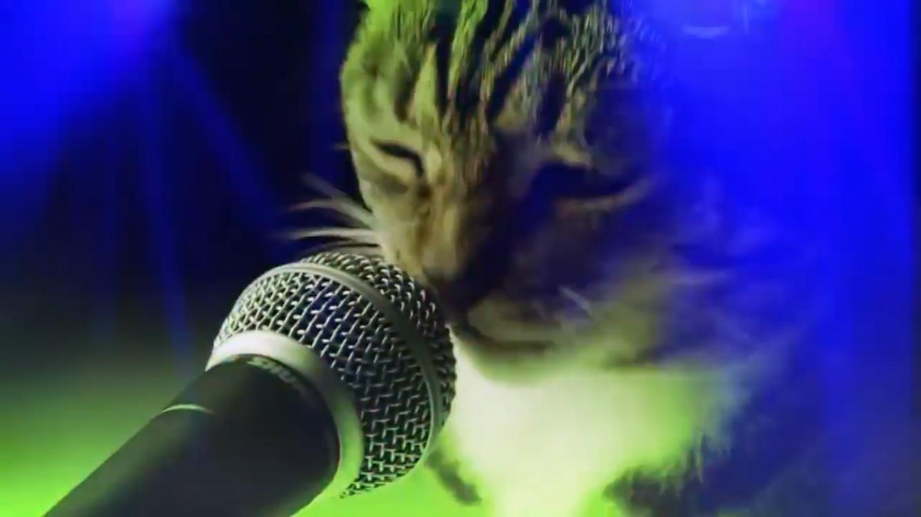 Включи видео песни кота. Дикая кошка песня. Cat Song.