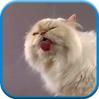 Cat screen licks icône