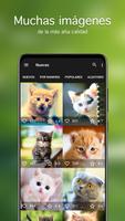 Fondos de pantalla gatos PRO captura de pantalla 1