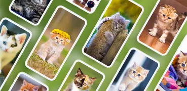 Cat Wallpapers & Cute Kittens