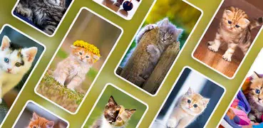 Cat Wallpapers & Cute Kittens