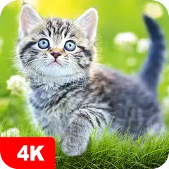 Hintergrundbilder Katzen 4K