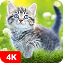 Fondos de pantalla con gatos APK