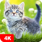 Cat Wallpapers & Cute Kittens-icoon