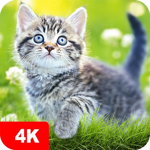 Hintergrundbilder Katzen 4K