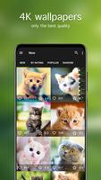 Cat Wallpapers & Cute Kittens syot layar 1