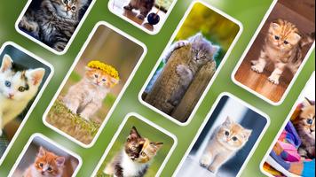 Fondos de pantalla con gatos Poster