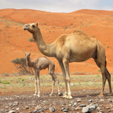 Camel Sound Effects ikon
