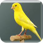 Canto Canário Belga biểu tượng