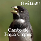 Canto De Papa Capim آئیکن