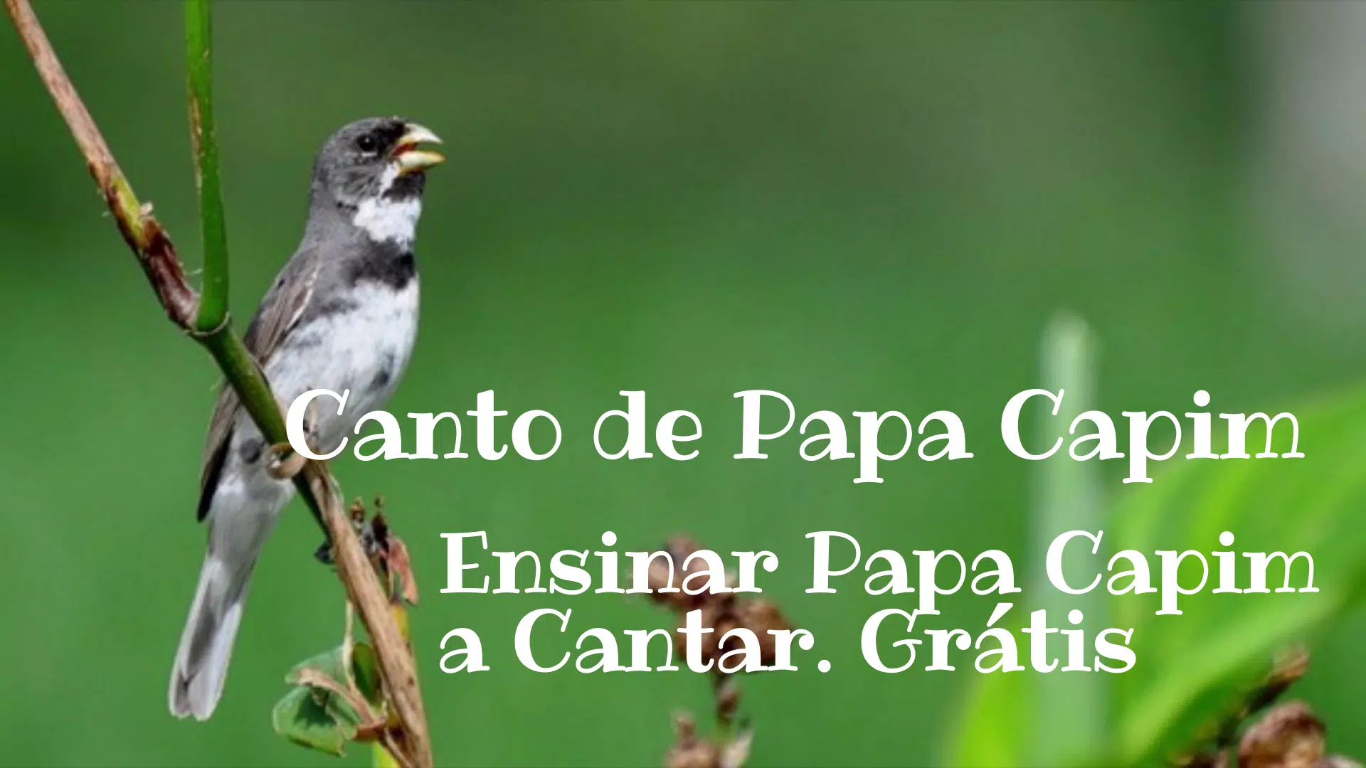 Canto De Papa Capim for Android - Free App Download