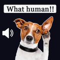 Dog Translator