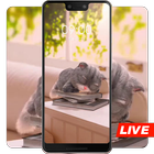 Cartoon cute grey cat sleeping live wallpaper icône