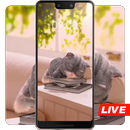 Cartoon cute grey cat sleeping live wallpaper-APK