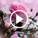 Rose Video Live Wallpaper APK