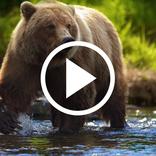 Bear Video Wallpaper