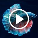 Betta Fish Video Wallpapers APK