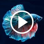 Betta Fish Video Wallpapers icône
