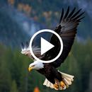 Bird Video Wallpaper APK