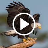 Eagle Video Wallpaper