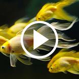 Fish Video Wallpaper