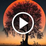 Night Video Wallpaper