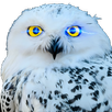 OwlMail - Touchless Email APK