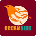 cccam beard